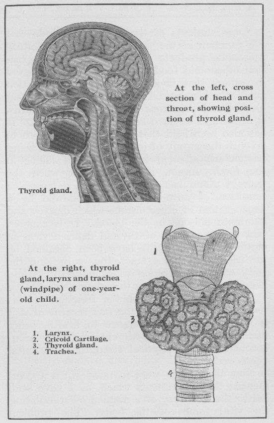 thyroid gland