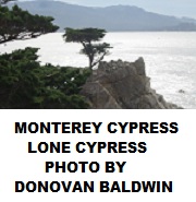 Monterey Cypress, Lone Cypress, by Donovan Baldwin