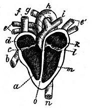 Diagram of the Heart